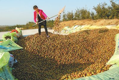 光山油茶大丰收(图)